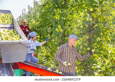 Summer harvesting season. Team of farmers working on modern harvesting platform in fruit garden, picking ripe green apples - Shutterstock ID 2364891379