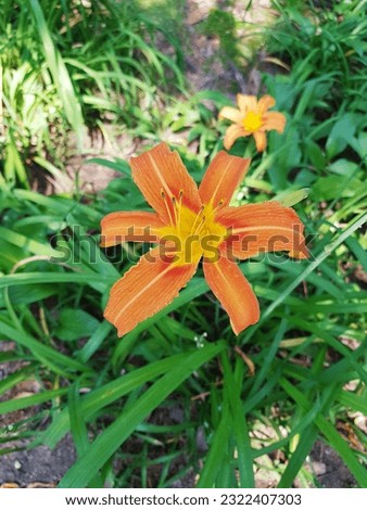 Summer has come with beautiful orange coulour flower.