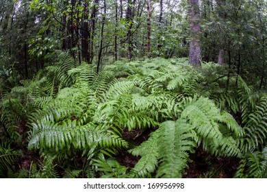 Summer Has Come To A New England Forest And Plant Growth Is Riotous. This Temperate Part Of The Northeast United States Has Four Distinct Seasons.