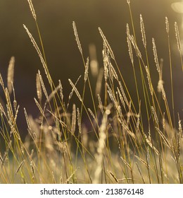 Summer Hay