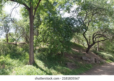 Summer Hill And Forest Of The Old Summer Palace (yuanmingyuan)