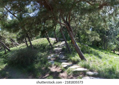 Summer Hill And Forest Of The Old Summer Palace (yuanmingyuan)