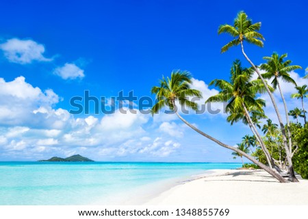 Summer holidays at a beautiful beach with palm trees and turquoise water