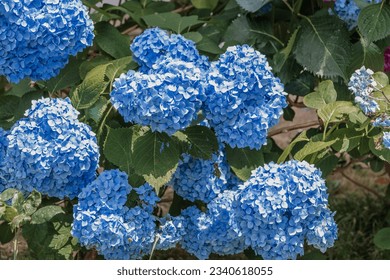 In summer, hydrangea blooms in the garden with blue flowers. Blue hydrangea in full bloom. A bush of blooming colorful bright pink hydrangeas with flowers on the branches and green leaves.