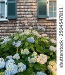 summer hydrangeas on Cape Cod 