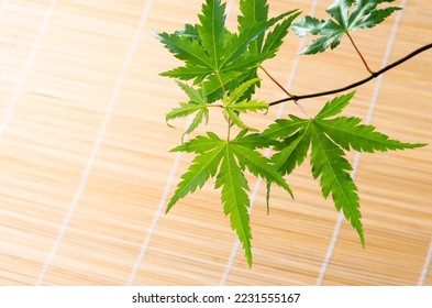 Summer image of Japan using maple and bamboo blinds