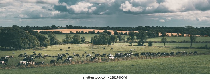 Summer Of Ireland Country Side