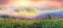 In Summer, In July, In The Carpathian Mountains Of Montenegro Under The Beautiful Flowers Bloom - Willow-herb. On Meadows Above The Forest After The Rain Mist, Giving The Magic Charm Of Dawn