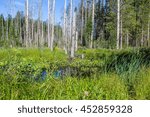 summer landscape