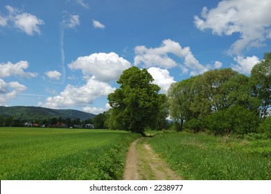 Summer Landscape