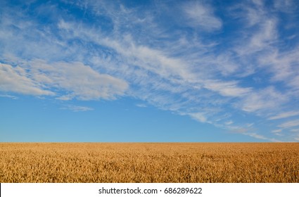 summer landscape