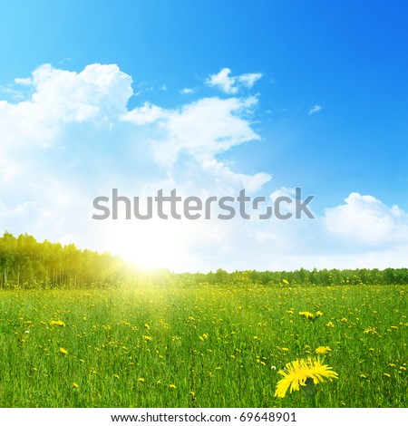 Summer landscape.