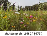 Summer landscape background with many beautiful flowers. Multicolored flowering summer meadow with Zinnia, Marigold, Cosmos, Black Eyed Susan, Midwest wildflower field. 