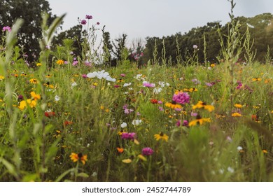 Summer landscape background with many beautiful flowers. Multicolored flowering summer meadow with Zinnia, Marigold, Cosmos, Black Eyed Susan, Midwest wildflower field.  - Powered by Shutterstock