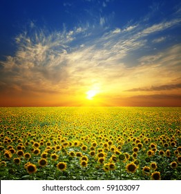 Summer landscape: beauty sunset over sunflowers field - Powered by Shutterstock