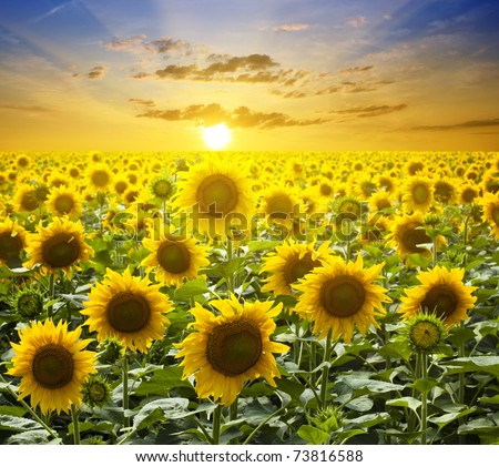 Field of sunflowers with a stormy cloudy sky in the background