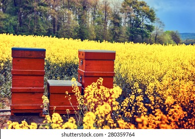 Summer landscape with beehives in a field with blooming flowers 