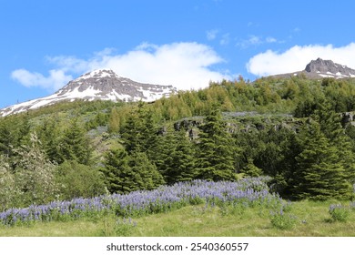 summer landscape with a blanket of purple lupine flowers in the front, a green conifer forest in the middle and snow capped mountains and blue sky in the background  - Powered by Shutterstock