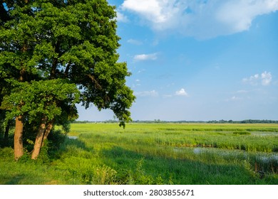 Summer landscape by the Bug River, a river expanse, green reeds and geass, a tree on the riverbank.