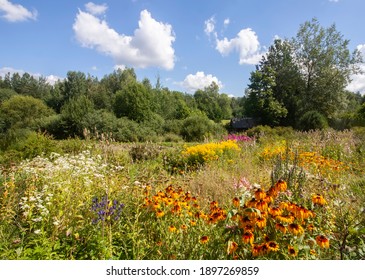 Summer Landscape In Countryside. Blooming Garden Flowers.