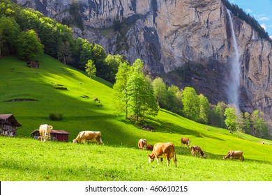 Summer landscape with cow grazing on fresh green mountain pastures.  Lauterbrunnen, Switzerland, Europe. - Powered by Shutterstock