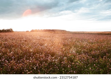 Summer landscape with a field of blooming pink clover, in the natural soft sunset sunlight. Field of red clover Trifolium pratense. Forage crop for livestock grazing. - Shutterstock ID 2312754187