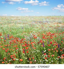 Summer landscape with field and poppies flowers and blue sky