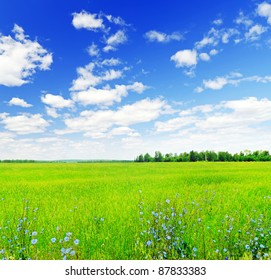 Summer landscape. Field and sky.