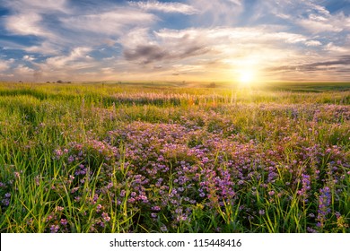 3,219,126 Meadow flowers Images, Stock Photos & Vectors | Shutterstock