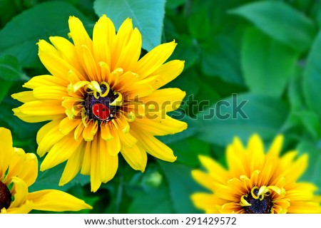 Similar – Image, Stock Photo yellow Rudbeckia with green leaves