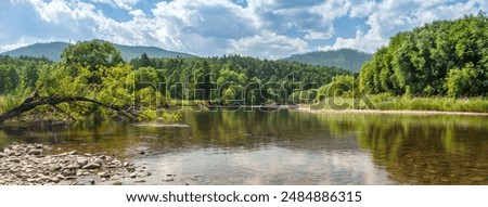 Summer landscape with a forest and a fallen tree leaning towards the river. Clear water with rocky shore.