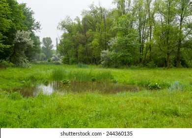 Summer Landscape Of A Forest And Small Pond. 