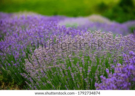 Similar – #A# Lavender sun