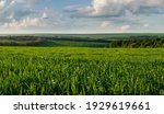 Summer landscape with green fields to horizon in lowland