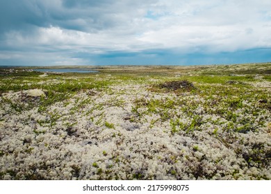 Summer Landscape Of The Green Polar Tundra With Boulders In The Foreground And Lake On The Horizon. Northern Nature In The Vicinity Teriberka (Kola Peninsula, Russia)