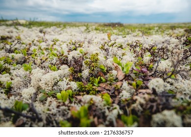 Summer Landscape Of The Green Polar Tundra With Boulders In The Foreground And Lake On The Horizon. Northern Nature In The Vicinity Teriberka (Kola Peninsula, Russia)