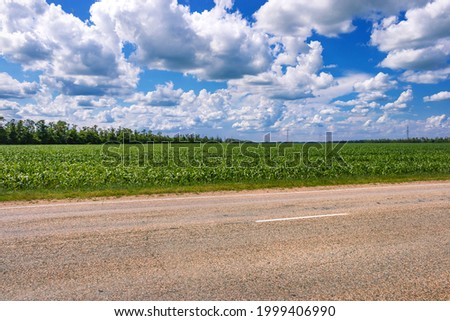Summer landscape. Highway through a field against a blue sky with white cumulus clouds. View from an asphalt road to a field with green young corn.