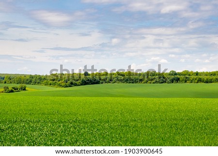 Summer landscape with hilly green field and forest in the distance