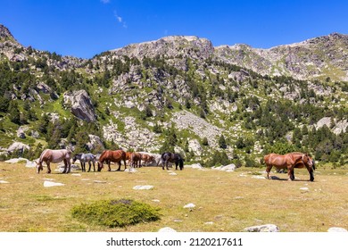 Summer landscape in La Cerdanya, Pyrenees mountain with mountain horses, Catalonia, Spain.