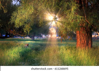 summer landscape large weeping willow at sunset on the river bank 