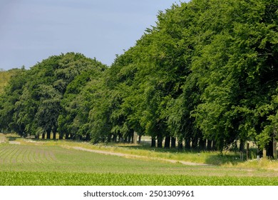 Summer landscape with lines of tree and corn fields, Greenery leaves on trees under blue sky, Holten is a village in the municipality of Rijssen-Holten in the Dutch province of Overijssel, Netherlands