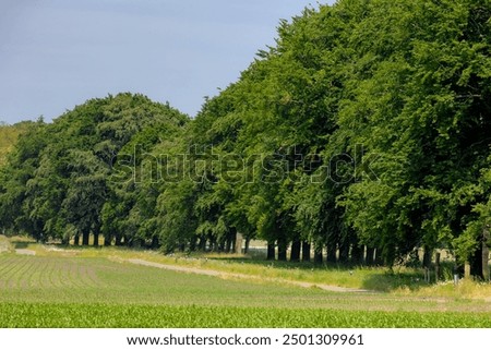 Summer landscape with lines of tree and corn fields, Greenery leaves on trees under blue sky, Holten is a village in the municipality of Rijssen-Holten in the Dutch province of Overijssel, Netherlands