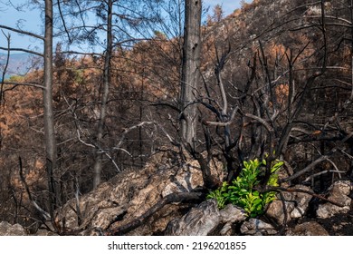 Summer Landscape In Marmaris And Icmeler. Burnt Coniferous Trees. Forest After Big Fires In Turkey.