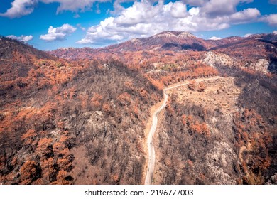 Summer Landscape In Marmaris And Icmeler. Burnt Coniferous Trees. Forest After Big Fires In Turkey.