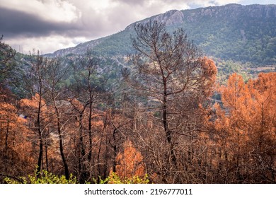 Summer Landscape In Marmaris And Icmeler. Burnt Coniferous Trees. Forest After Big Fires In Turkey.