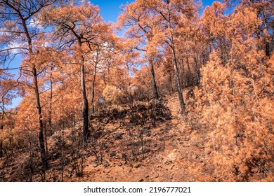 Summer Landscape In Marmaris And Icmeler. Burnt Coniferous Trees. Forest After Big Fires In Turkey.