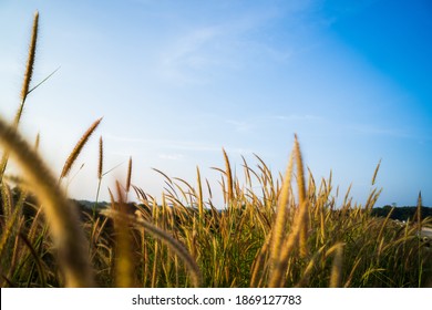 Summer Landscape Of Meadow In Front Of Blue Sky 