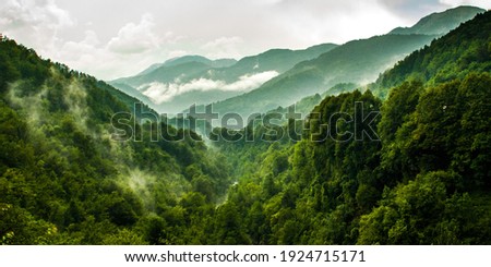 summer landscape in the mountains