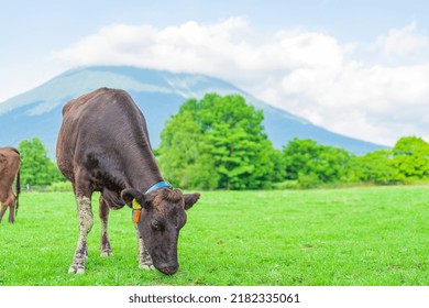 Summer Landscape Of Niseko In Hokkaido