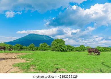 Summer Landscape Of Niseko In Hokkaido